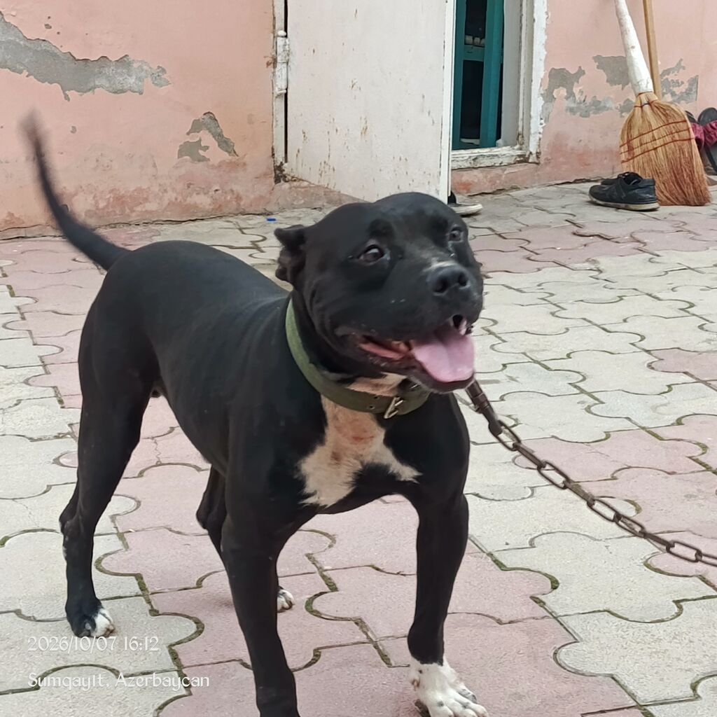 Pitbul, 7 ay, Erkək — Köpəklər, Qobu (3)