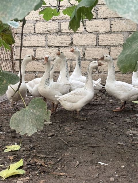Ağ rəngli qazan (qaz) sürüsü - Növ: ev qazı, ağ lələkli, narıncı — 43 ₼ · Gəncə · Digərləri Ağ rəngli qazan (qaz) sürüsü - Növ: ev qazı, ağ lələkli, narıncı — Gəncə