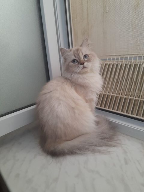 Şinşilla, Dişi, Yaxşı əllərə, Ödənişli çatdırılma — 80 ₼ · Xırdalan · Pişiklər Şinşilla, Dişi, Yaxşı əllərə, Ödənişli çatdırılma — Xırdalan