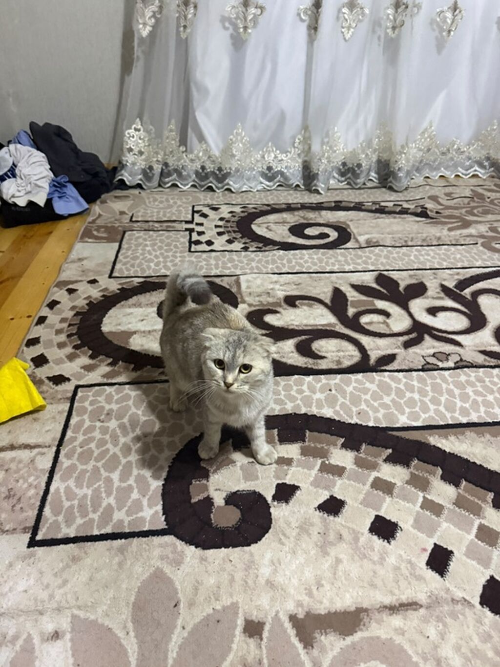 Şotland — Pişiklər, Digah (5)