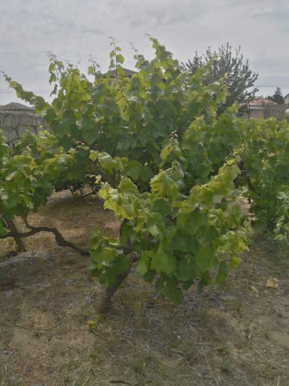 Satılır torpaq 12 sot — Torpaq, Bakı (6)