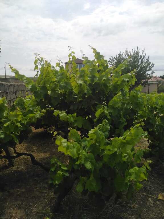 Satılır torpaq 12 sot — Torpaq, Bakı (4)