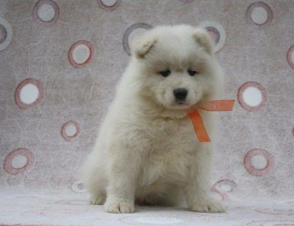 Samoyed — Köpəklər, Bakı (11)