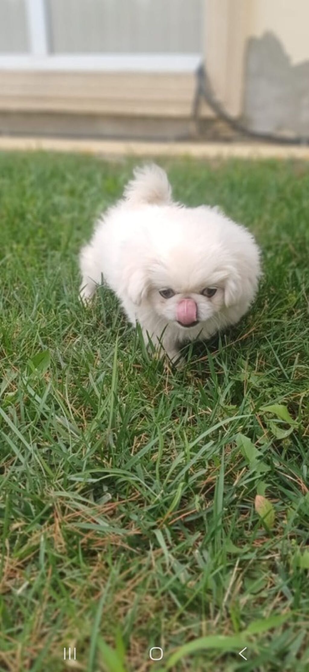 Pekines — Köpəklər, Şəmkir (6)