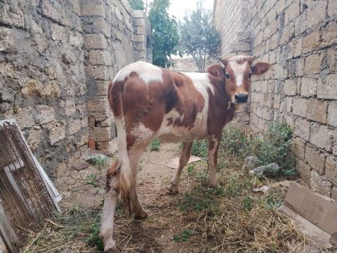 8 aylıq dişi dana satılır bordağa bağlamaqa yarıyır heç bir problemi — Digah