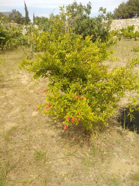 Satılır torpaq 12 sot — Torpaq, Bakı (8)