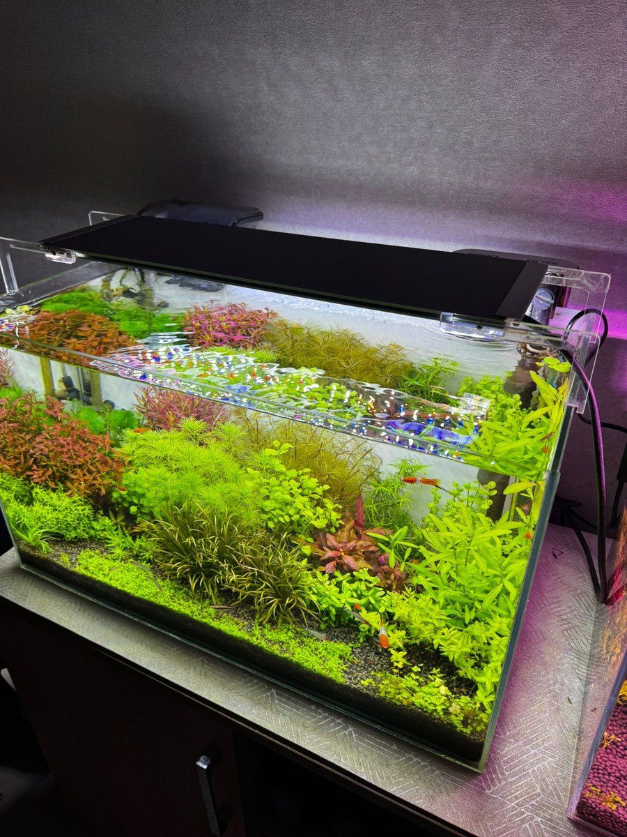 Akvarium və aksesuarları — Akvariumlar və balıqlar, Bakı (2)