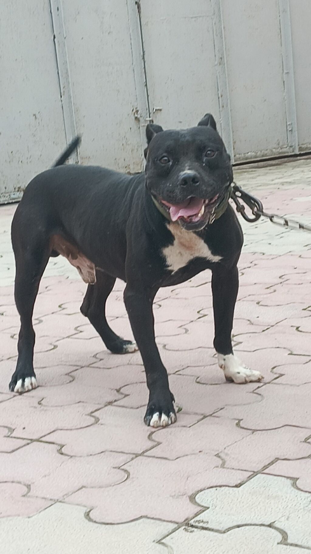 Pitbul, 7 ay, Erkək — Köpəklər, Qobu (2)