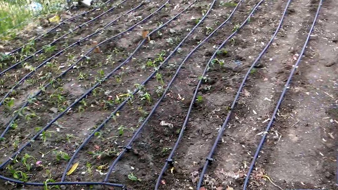 Suvarma və damlama sistemlərinin qurulması — Dacha və bağ, Bakı (2)