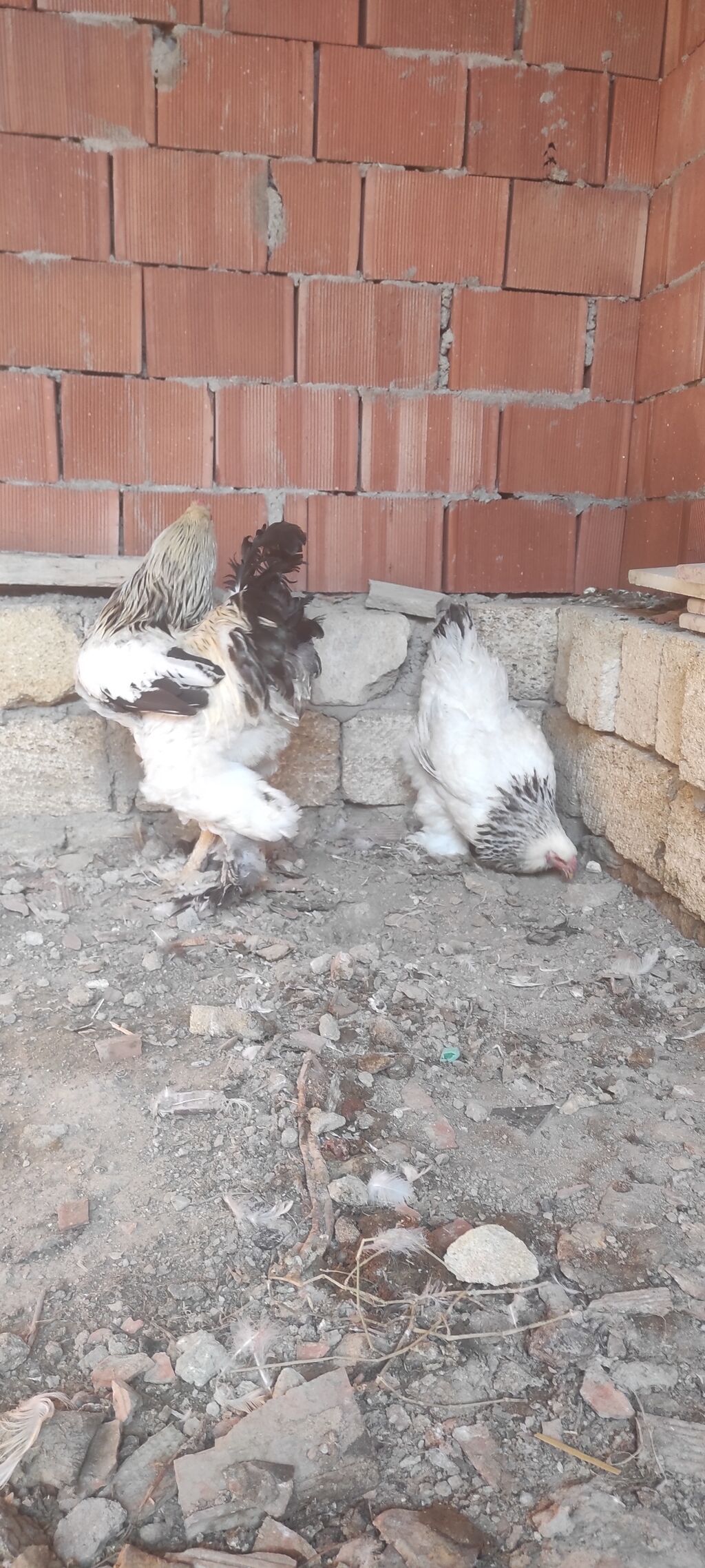 Toyuq, Brama, Damazlıq — Toyuq və xoruz, Bakı (3)