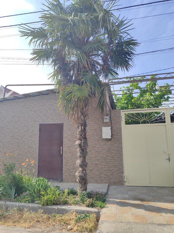 Palma — Bitkilər, Xaçmaz (3)