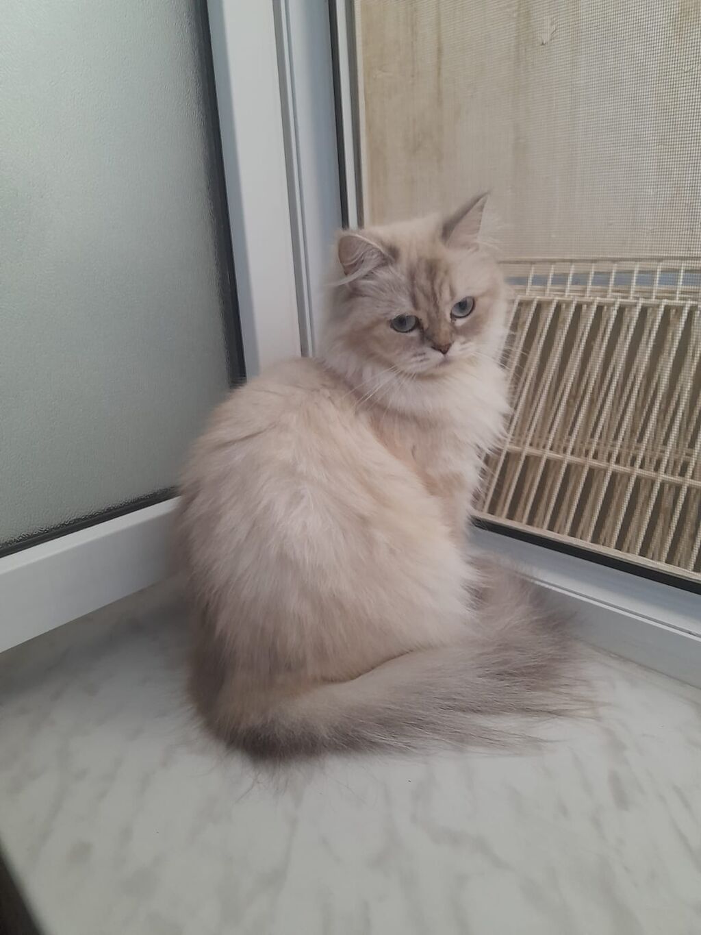Şinşilla, Dişi, Yaxşı əllərə, Ödənişli çatdırılma — Pişiklər, Xırdalan (2)