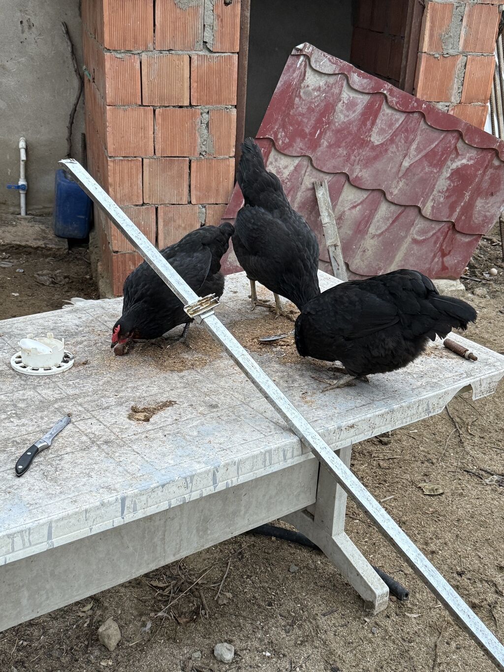 Salam 4 toyuq 1 xoruzdur 7 aylıqdılar heç bir xestelikleri yoxdur — Toyuq və xoruz, Saray (4)