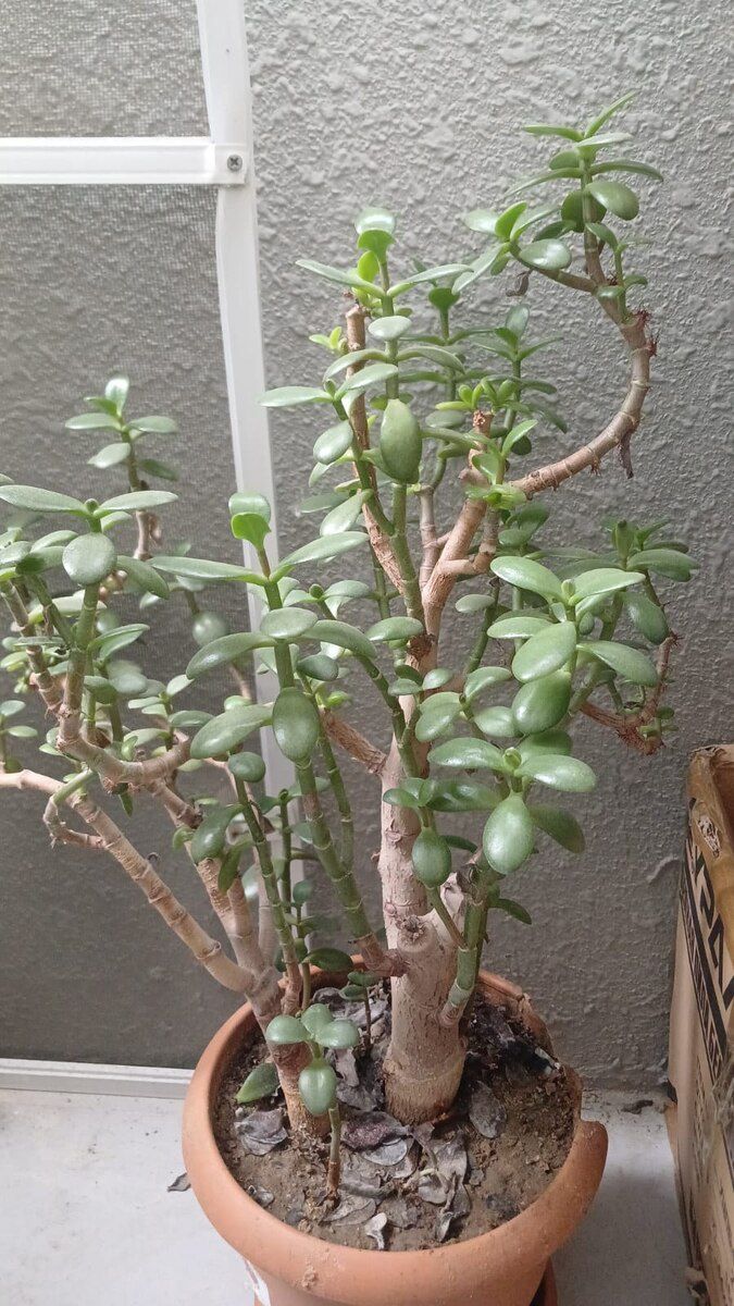 Pul gülü — Bitkilər, Bakı