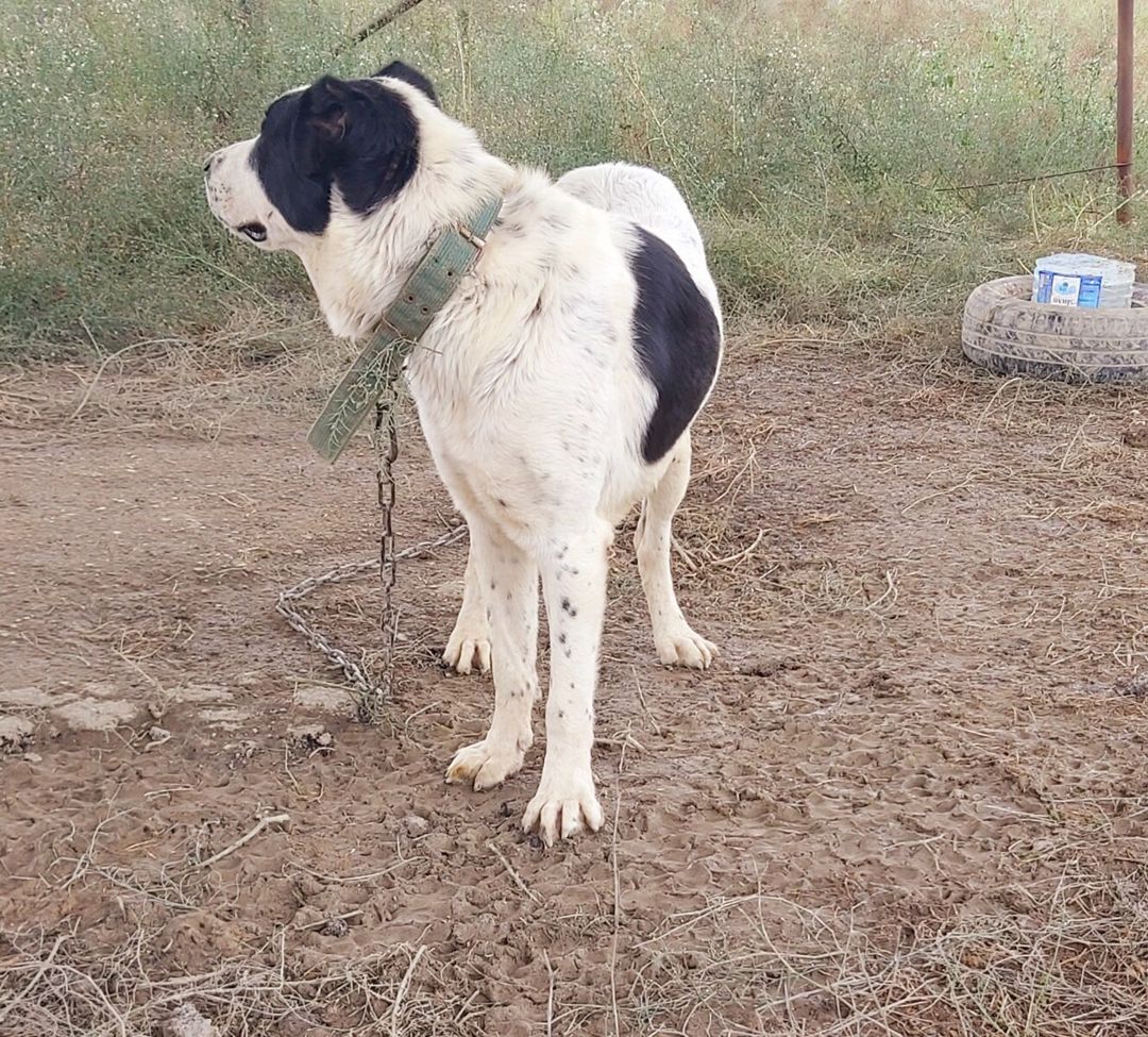Alabay — Köpəklər, Bakı (4)