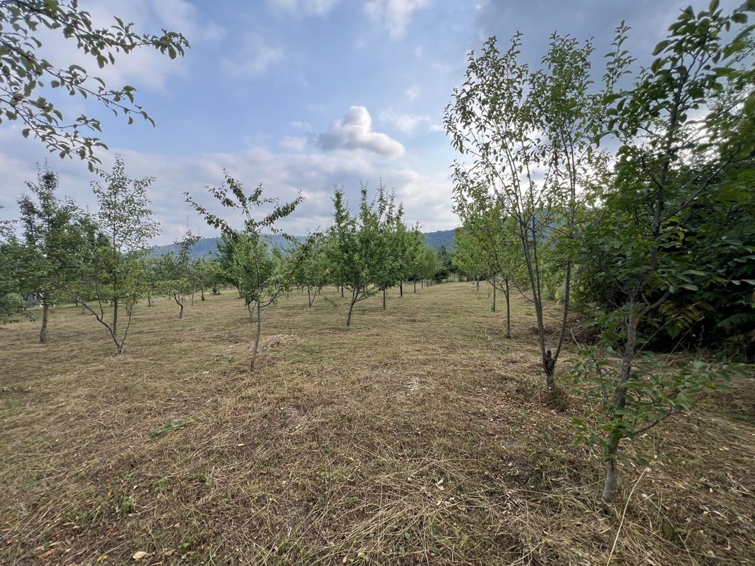Satılır torpaq 36 sot — Torpaq, İsmayıllı (6)