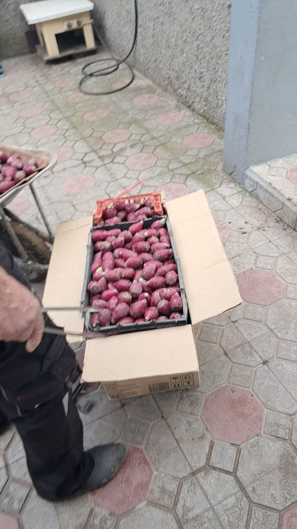Məhsul: kaktus meyvesi (qızılcıl/opuntiya meyvəsi) – bənövşəyi rəngli — Qida məhsulları, Bakı (5)