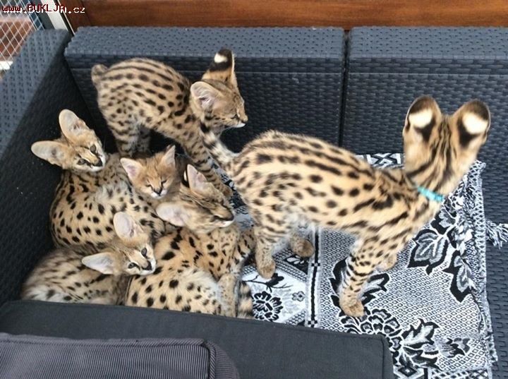 Котята сервала — Pişiklər, Bakı (4)