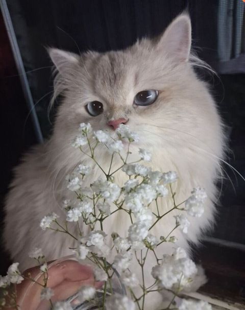 Qızıl şinşilla, Erkək, Cütləşmə üçün — 100 ₼ · Digah · Pişiklər Qızıl şinşilla, Erkək, Cütləşmə üçün — Digah