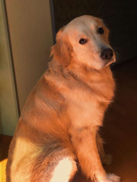 Retriever, 8 il, Erkək, Peyvəndli, Ünvandan götürmə — Bakı