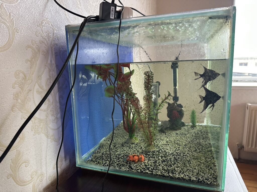 Akvaryum 100 lt filter bahalı isidici var içində hərşey var — Akvariumlar və balıqlar, Bakı (2)