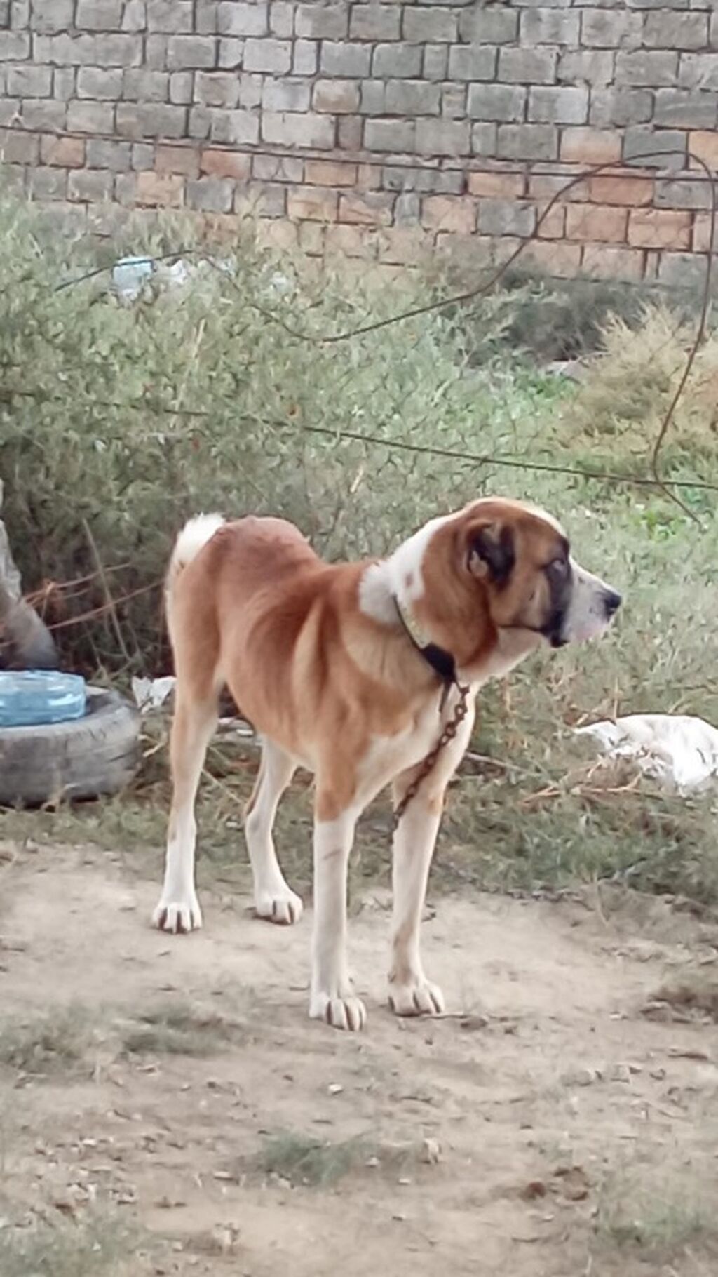 Qurdbasar, 1 il, Erkək, Peyvəndli, Rayonlara çatdırılma — Köpəklər, Mehdiabad (5)