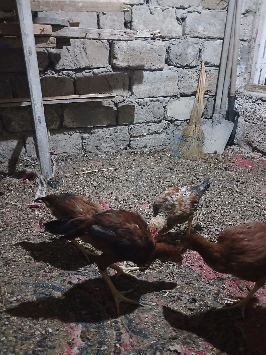 Heyratı — Quşlar, Bakı (2)