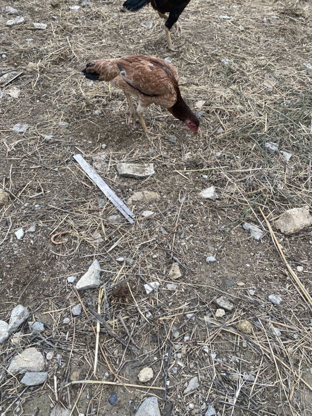 Toyuq cücələri, Ətlik — Toyuq və xoruz, Masazır (8)