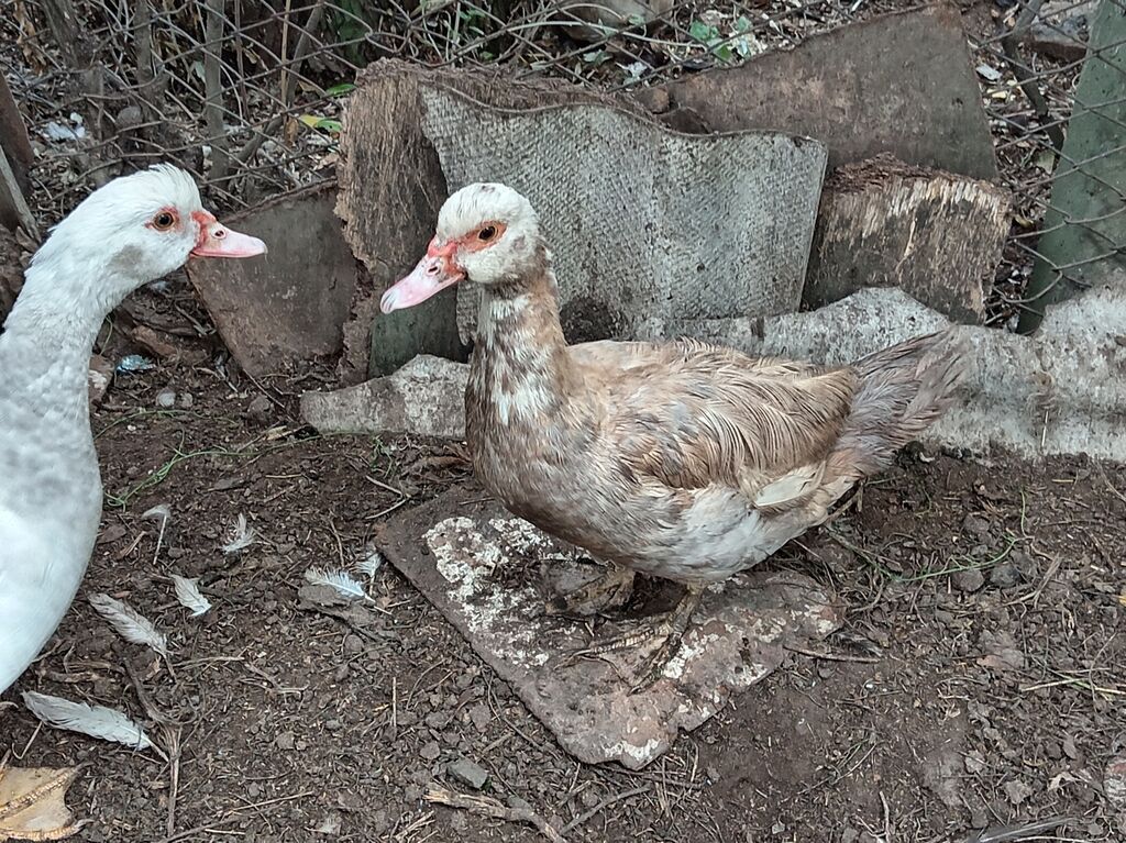 Dişi, Lal ördək, Ətlik, Ünvandan götürmə — Digərləri, Gəncə (2)