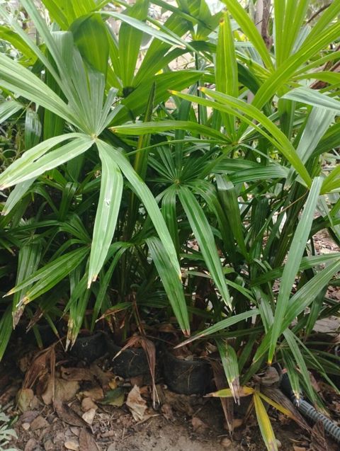 Rapis palma (Lady Palm) fidanları WhatsApp 0557745363 - Növ: Rhapis — Novxanı