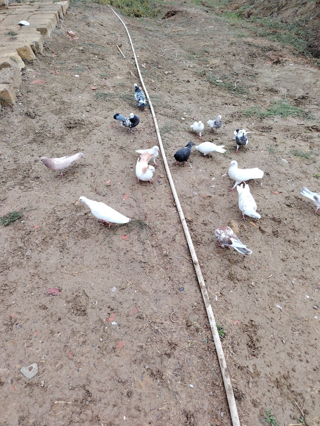Göyərçinlər kom satılır icinde 4 saata kimi ucan goyercinler var — Göyərçin, Bakı (8)