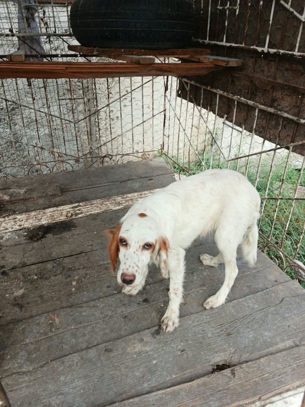 Dişi — Köpəklər, Ağdaş (2)