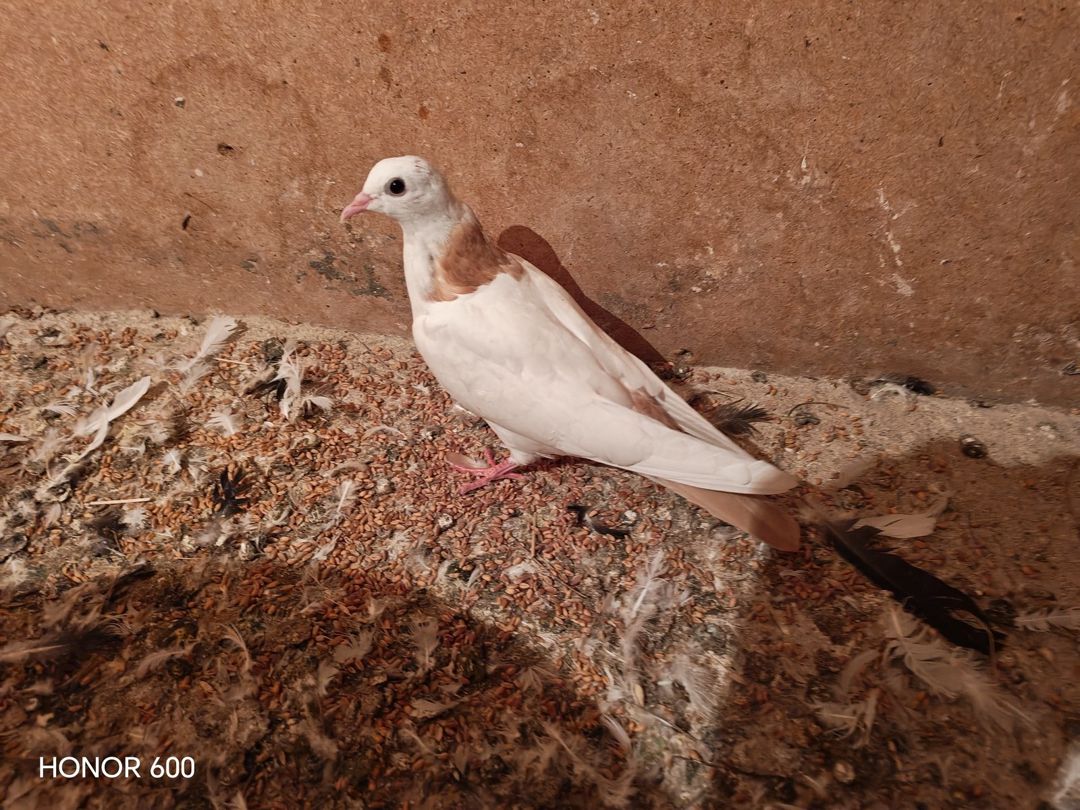 Göyərçinlər — Quşlar, Bakı (5)