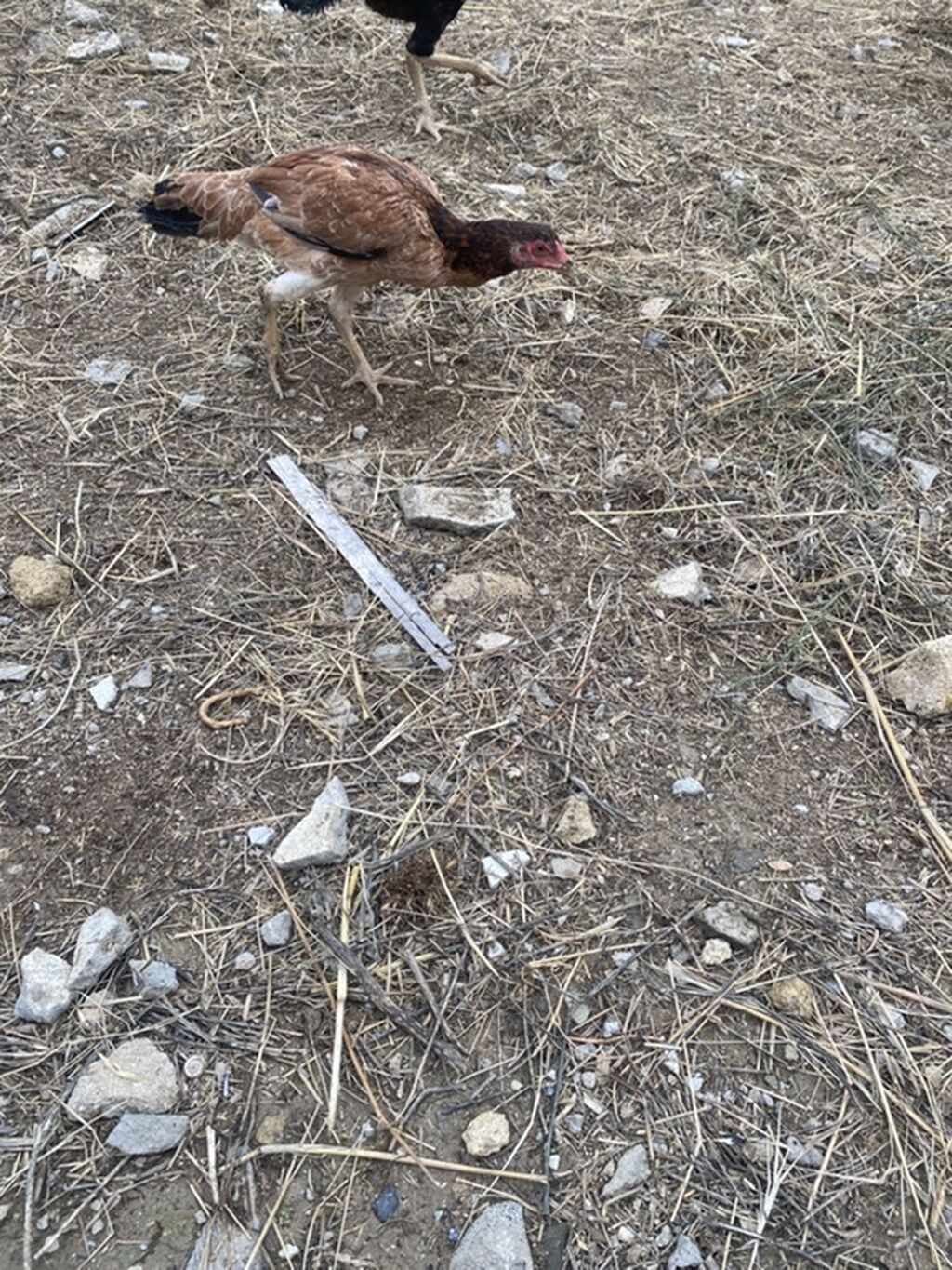 Toyuq cücələri, Ətlik — Toyuq və xoruz, Masazır (7)