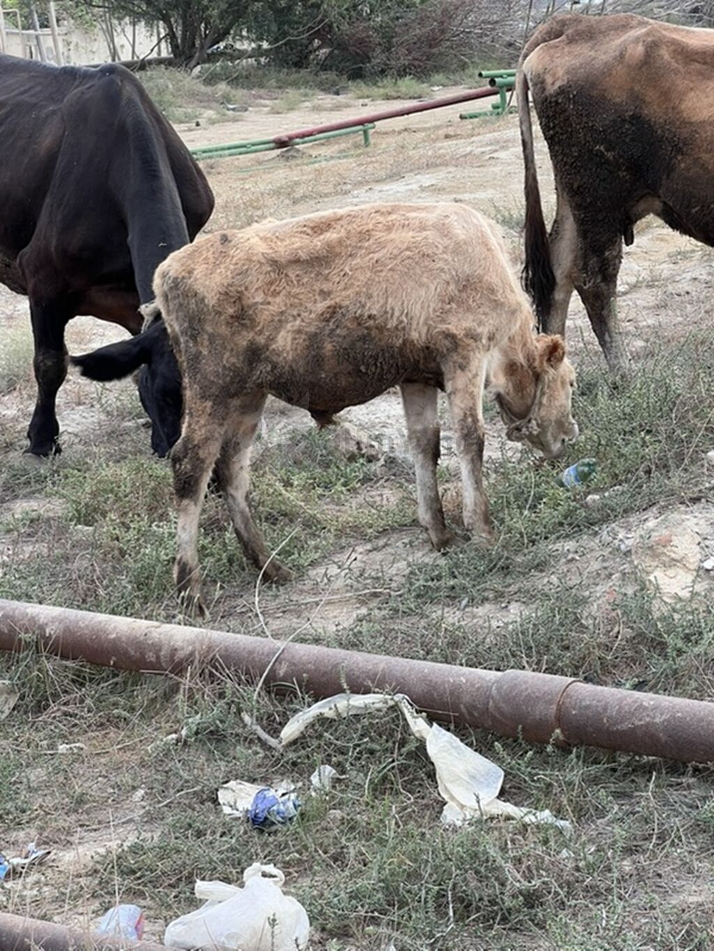 Dana, buzov, Erkək, ay: 6, 1 kq, Ətlik, Ödənişli çatdırılma — Kənd təsərrüfatı heyvanları, Bakı (2)