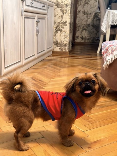 Pekines — Bakı