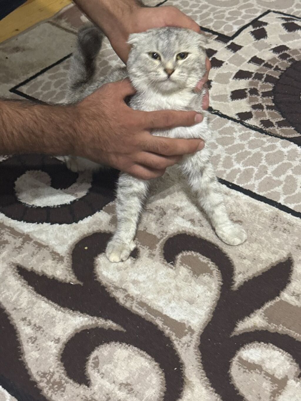 Şotland — Pişiklər, Digah (6)