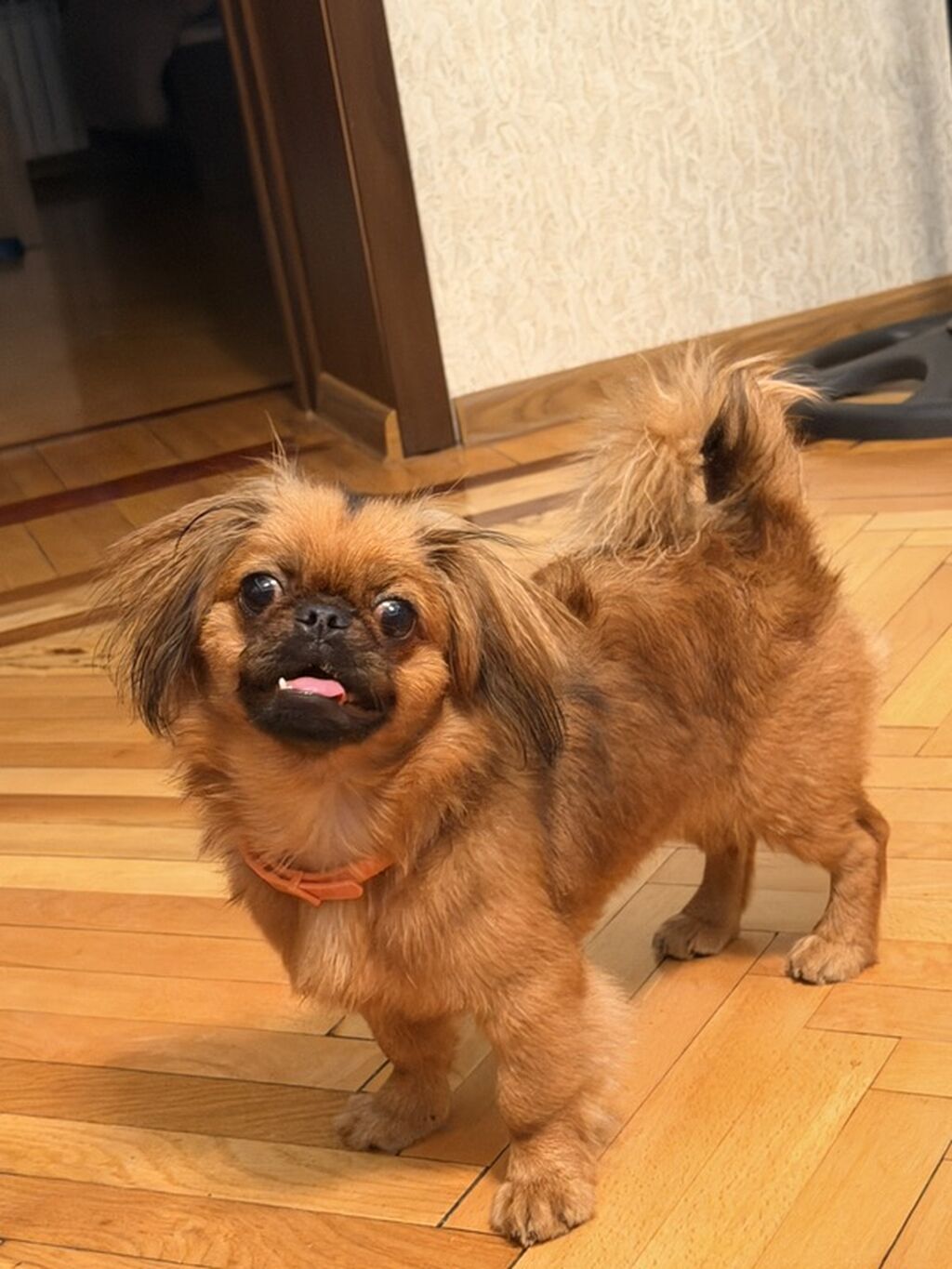 Pekines — Köpəklər, Bakı (2)