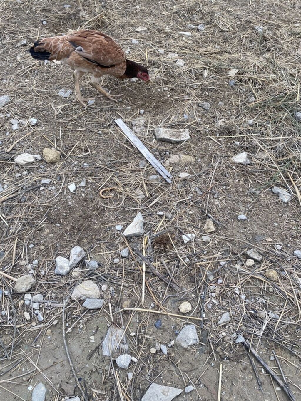 Toyuq cücələri, Ətlik — Toyuq və xoruz, Masazır (5)