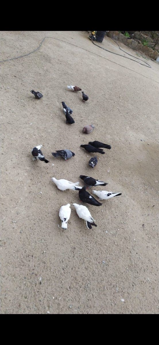 Göyərçinlər — Quşlar, Bakı (3)