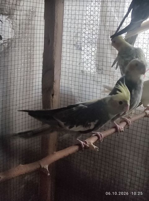 8 ədəd karella balalari satılır,təmiz cinsdi,uzun quyruqdu.3 və 4 — Digah