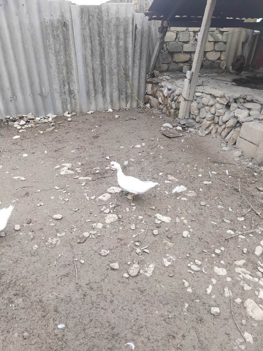 5 eded lal ördek 2 erkey 3 dişi cins qiymet sondu Məhsul təsviri — Digərləri, Şamaxı (5)