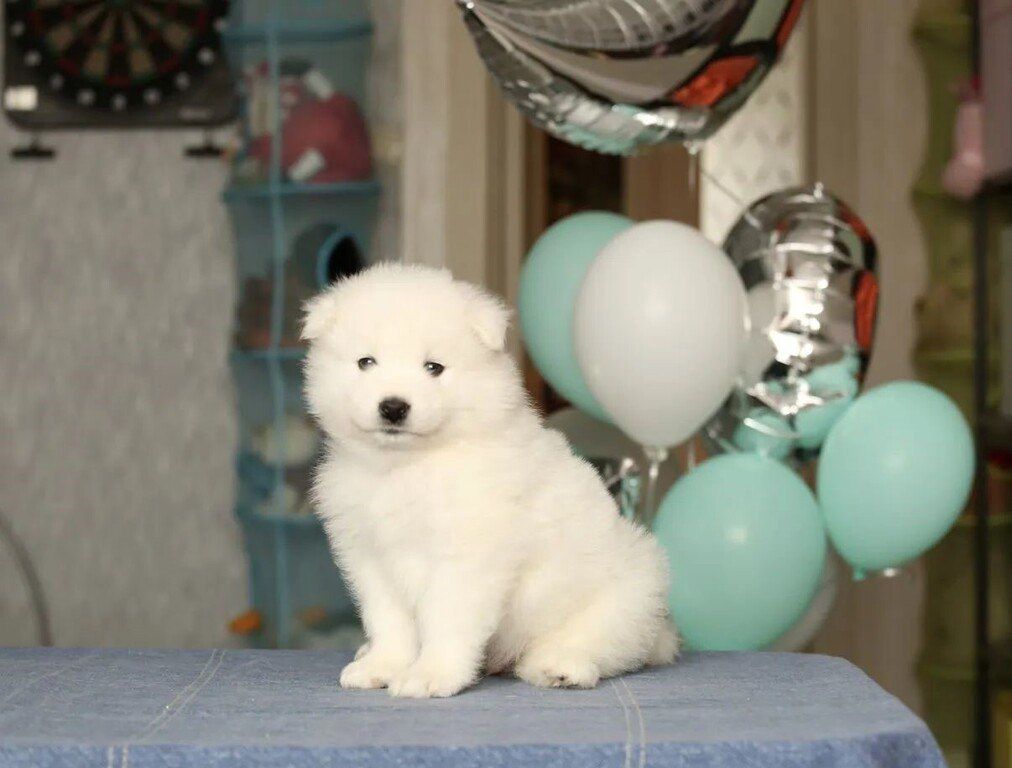 Samoyed — Köpəklər, Bakı (9)