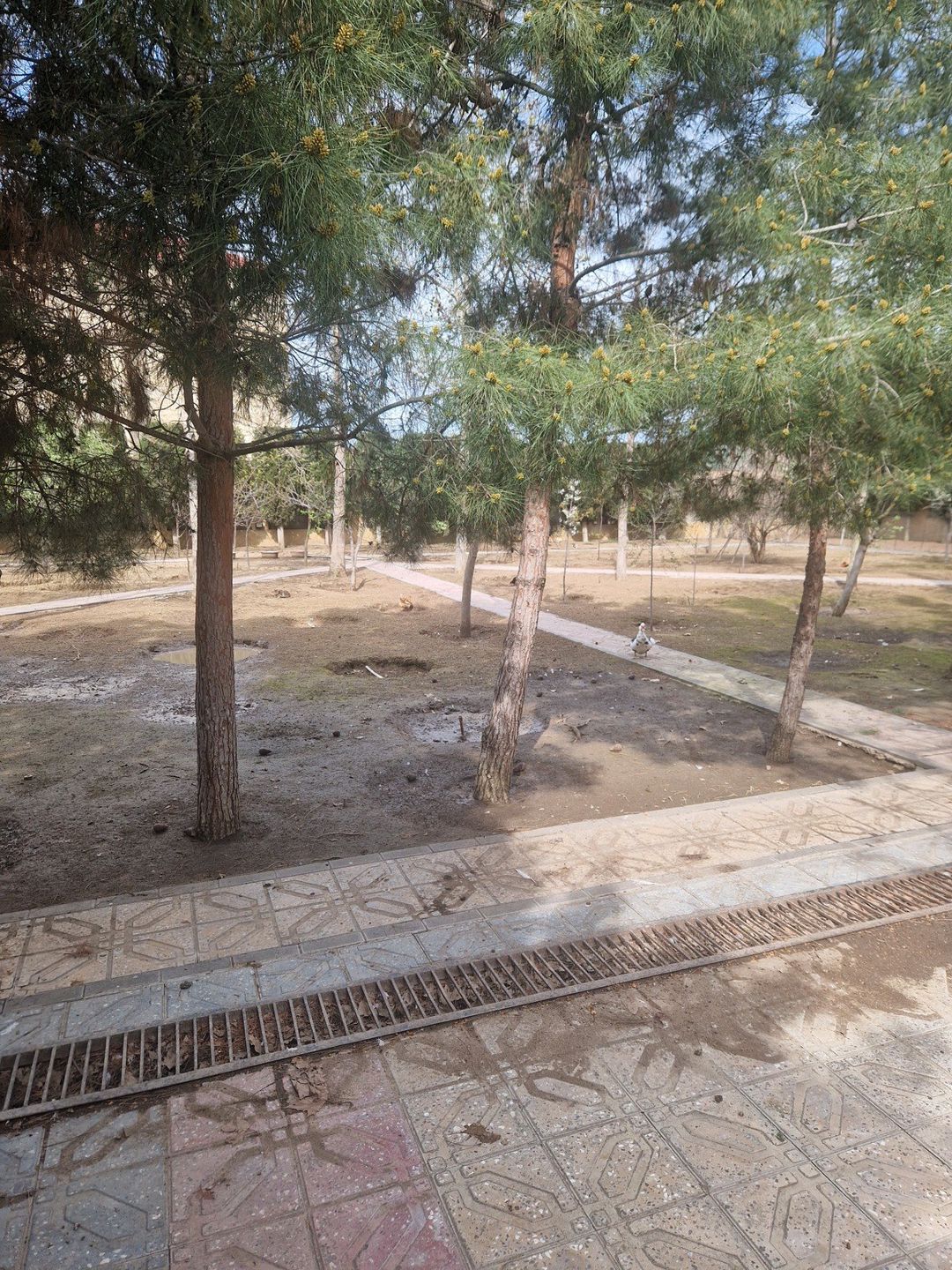 Satılır 4 otaqlı həyət evi/bağ evi 241.6 m² — Ev, villa, Bakı (10)