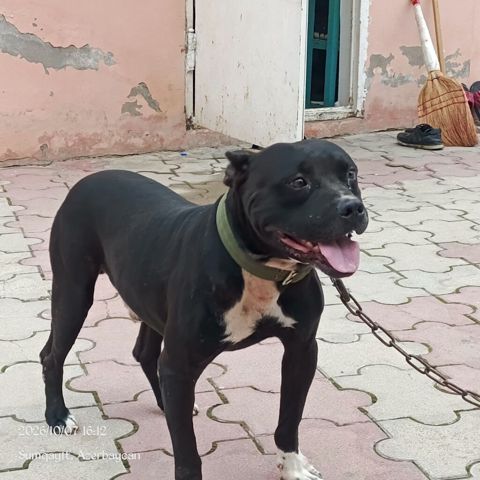 Pitbul, 7 ay, Erkək — Qobu