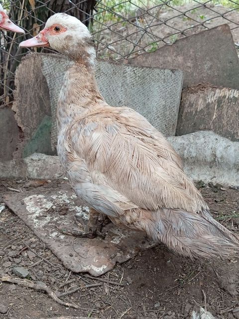 Dişi, Lal ördək, Ətlik, Ünvandan götürmə — 15 ₼ · Gəncə · Digərləri Dişi, Lal ördək, Ətlik, Ünvandan götürmə — Gəncə