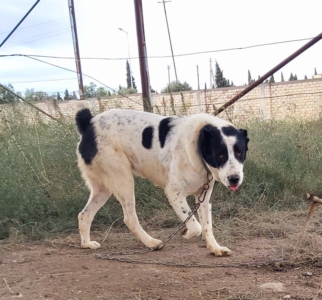 Alabay — Köpəklər, Bakı