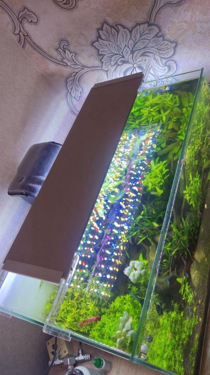Akvarium və aksesuarları — Akvariumlar və balıqlar, Bakı (3)