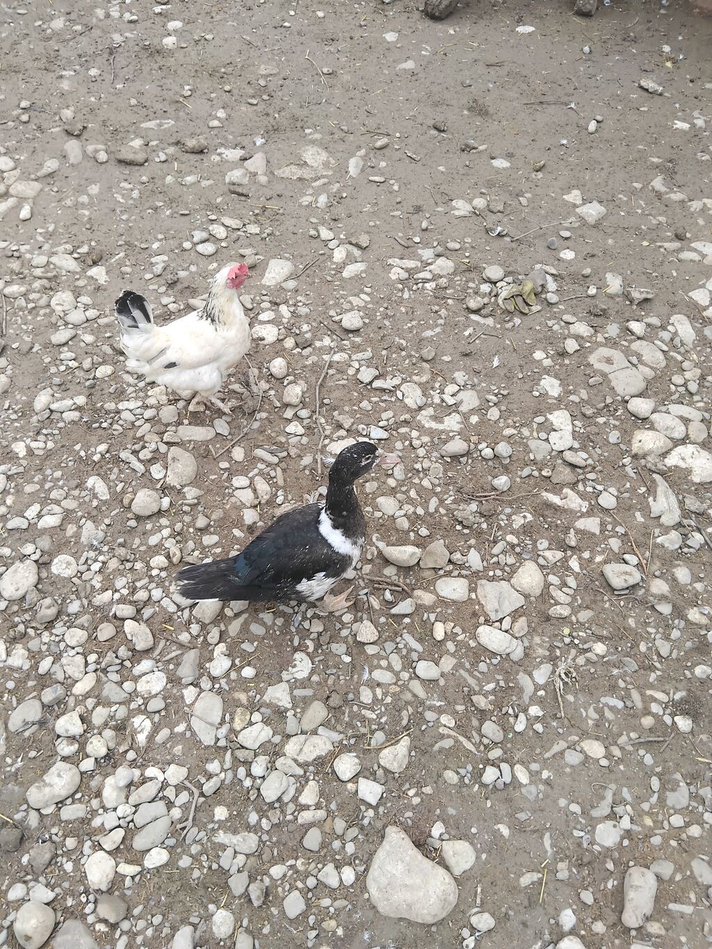5 eded lal ördek 2 erkey 3 dişi cins qiymet sondu Məhsul təsviri — Digərləri, Şamaxı (3)