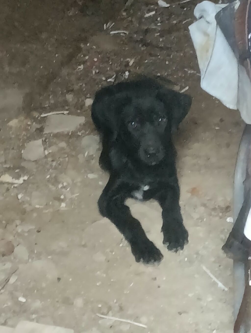 Labrador qara rengli 3 aylıq erkekdi ünvan Bakı savxoz Ramana — Köpəklər, Digah (2)